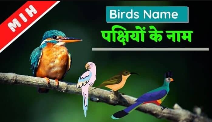 PDF] पक्षियों के नाम हिंदी और इंग्लिश | Birds Name In Hindi and English PDF