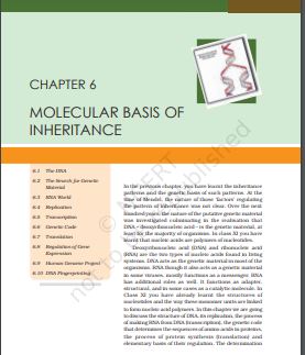 Molecular Basis of Inheritance