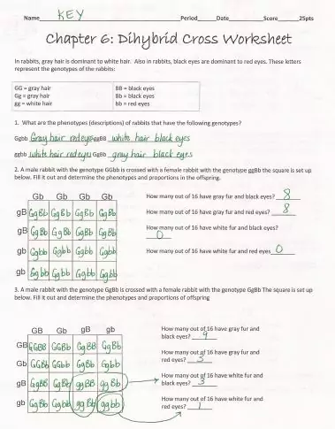 dihybrid-crosses-worksheet-answer-key